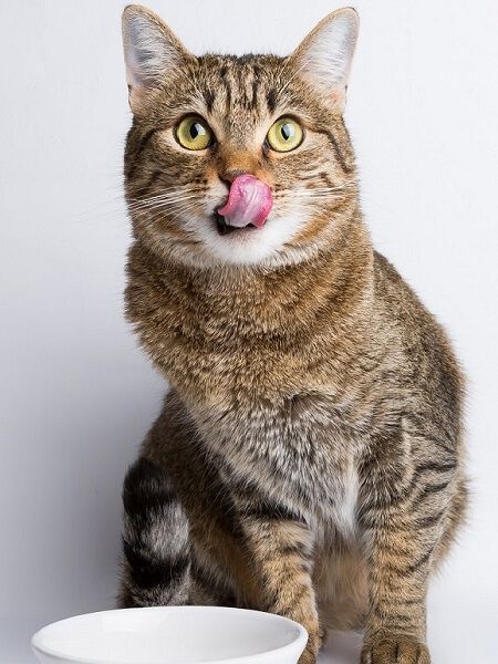 A tabby cat sitting and licking its nose.
